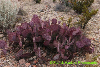 BigBend22