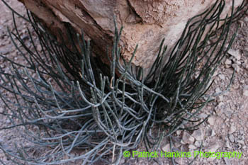 BigBend51