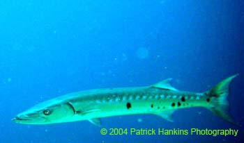 Barracuda