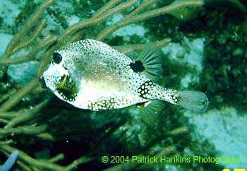 Boxfish