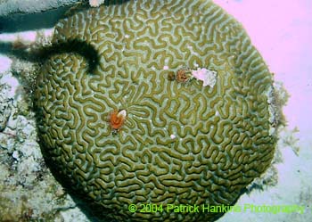Coral1