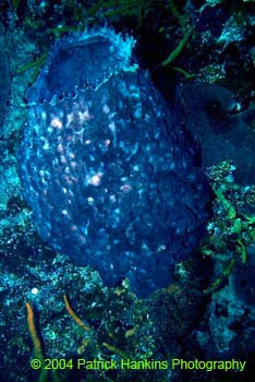 Coral10
