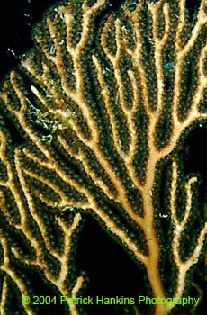 Coral11