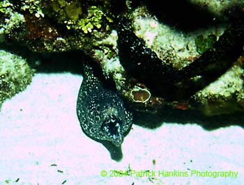Eel1