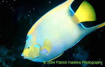 Fish1