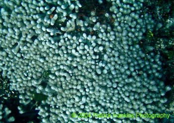 PopcornCoral3