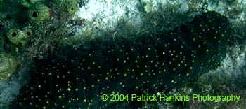 SeaCucumber