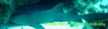 Shark1