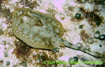 SmallStingray