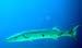 Barracuda