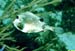 Boxfish