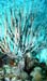 Coral8