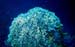 Coral9