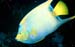 Fish1