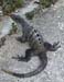 Iguana
