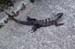 Iguana2