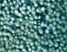 PopcornCoral1