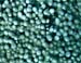 PopcornCoral2