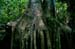 Rooted