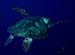 SeaTurtle1