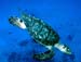 SeaTurtle2