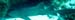 Shark1