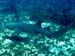 Shark3
