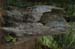 Oregon028