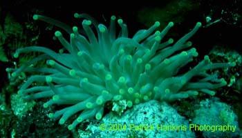 Coral12