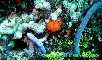 Coral5