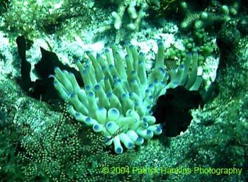 Coral6