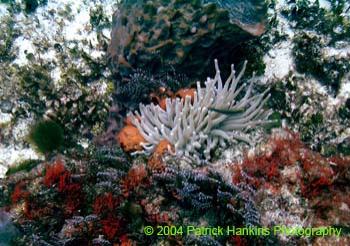 Coral7