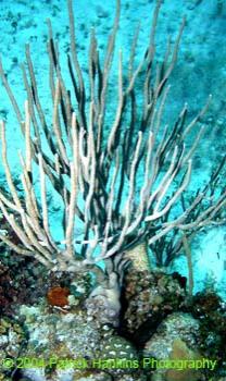 Coral8
