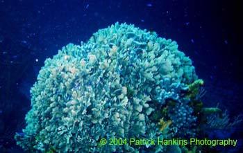 Coral9