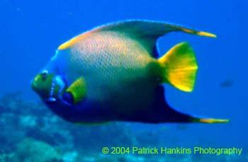 Fish