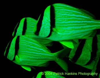 Fish3