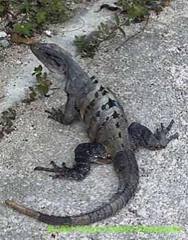 Iguana