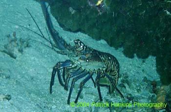Lobster