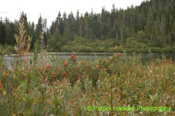 Oregon017