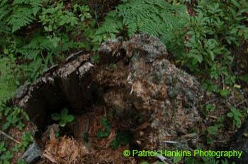 Oregon025
