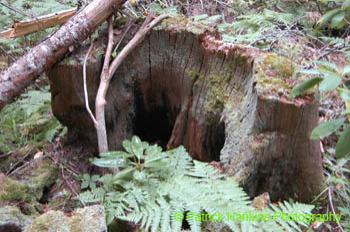 Oregon026
