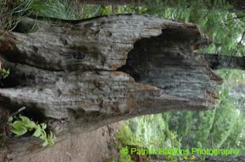 Oregon027