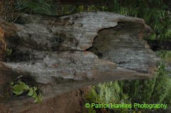Oregon028