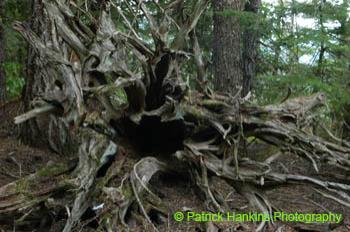 Oregon029