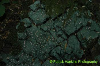 Oregon032