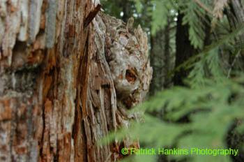Oregon033