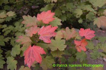 Oregon038