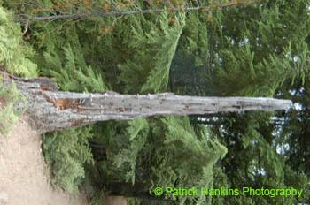 Oregon039