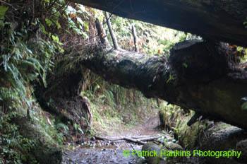 Oregon049
