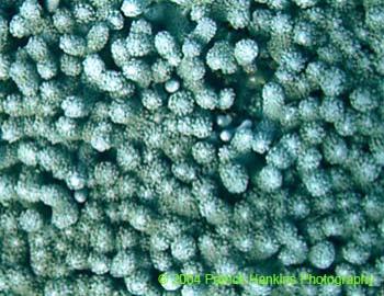 PopcornCoral1